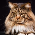 Maine coon cat breed, intelligent and affectionate