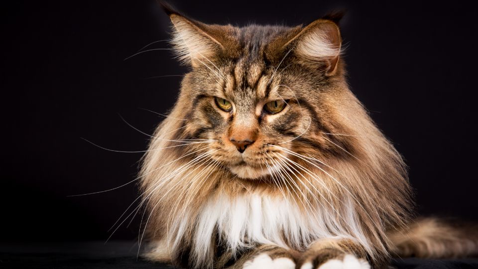 chat Maine coon adulte