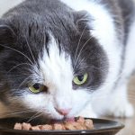 Wet cat food: What you need to know