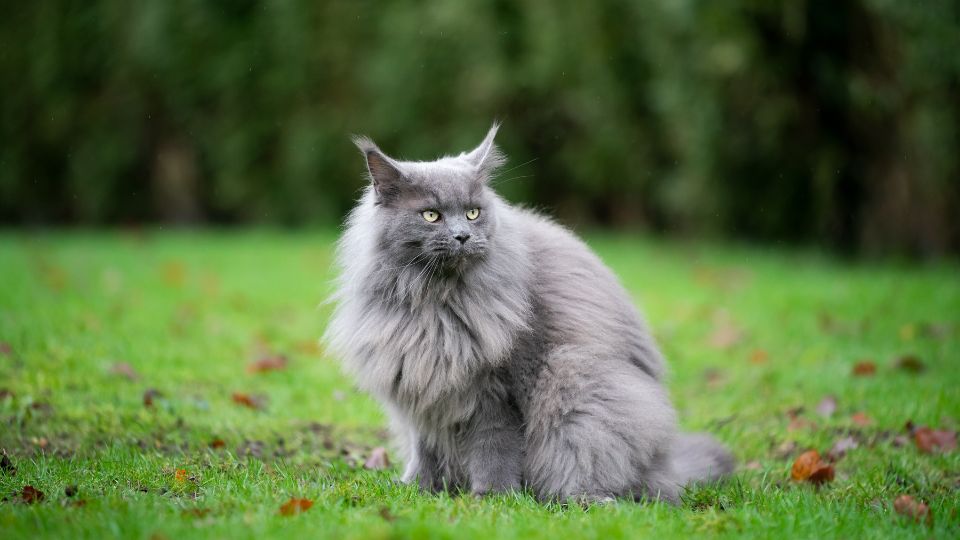 
Maine coon