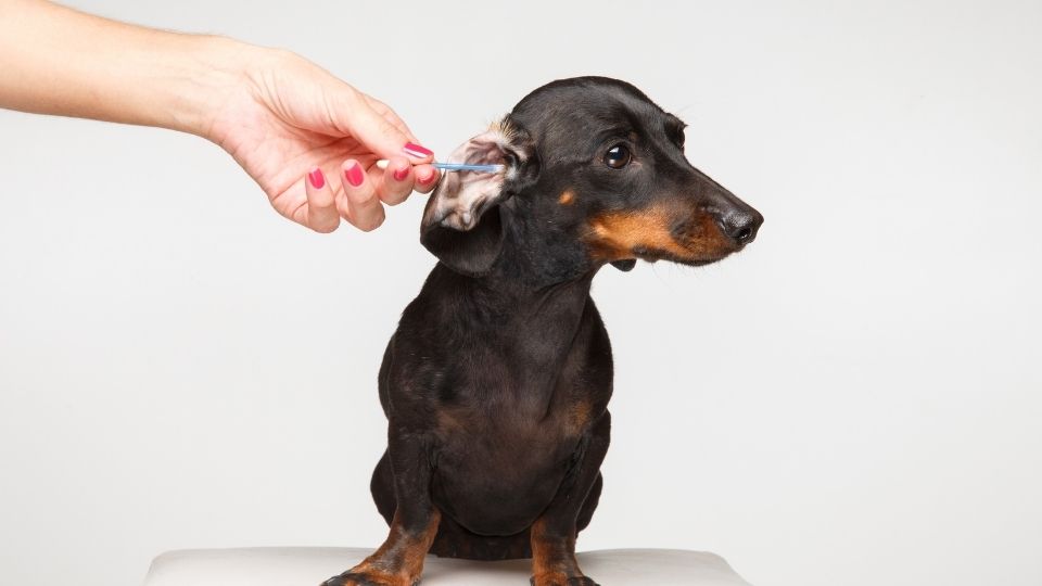 nettoyage des oreilles d'un chien