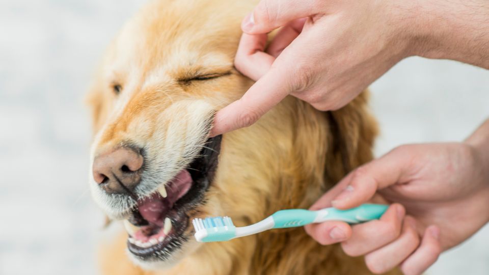 Brosse à dents pour chien
