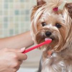 Tips and Tricks for Dog Teeth Care