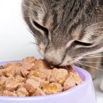 Orijen cat food