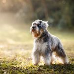 The Schnauzer: Everything you need to know
