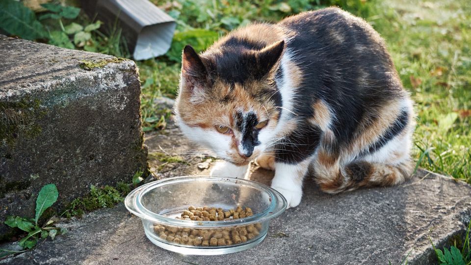 Science Diet cat food