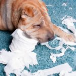 How to take care of a destructive dog?