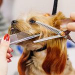 Reasons for using a thinning scissor in grooming