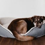 How to choose the right dog bed in 3 steps?