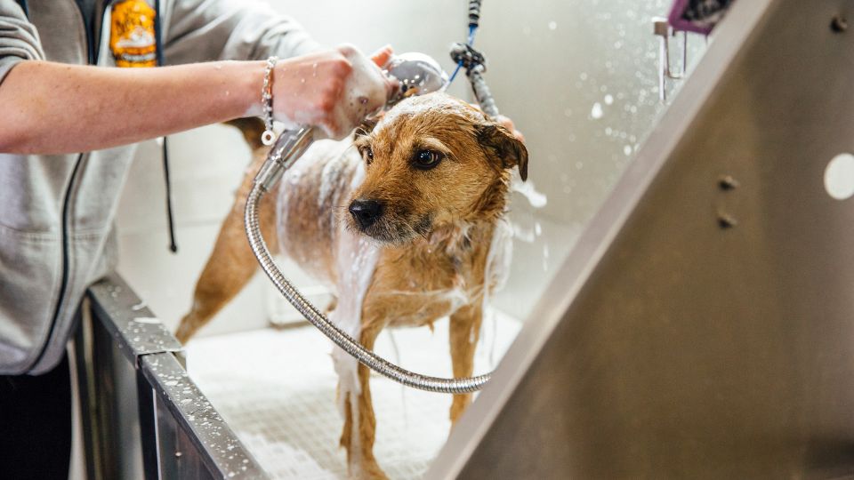 shampoing pour mue de chien