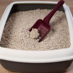 How to Choose the Best Clumping Cat Litter?