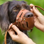 How to choose the right muzzle for your dog?