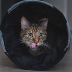 The Best Cat Tunnel: How to Choose the Right One?