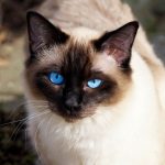 Siamese cats, a unique breed