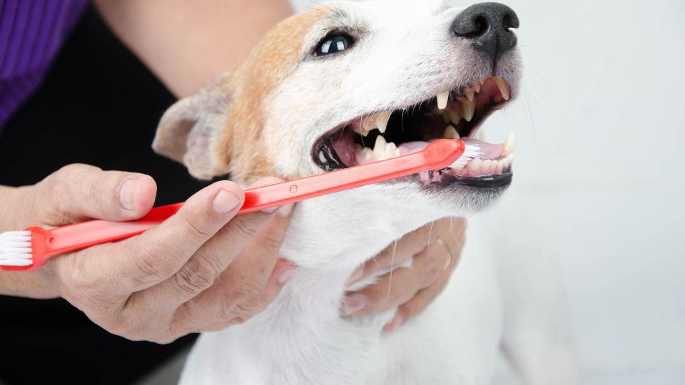 brosse à dents pour chiens