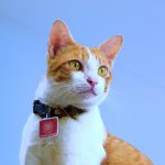 How to choose the ideal collar for your cat?