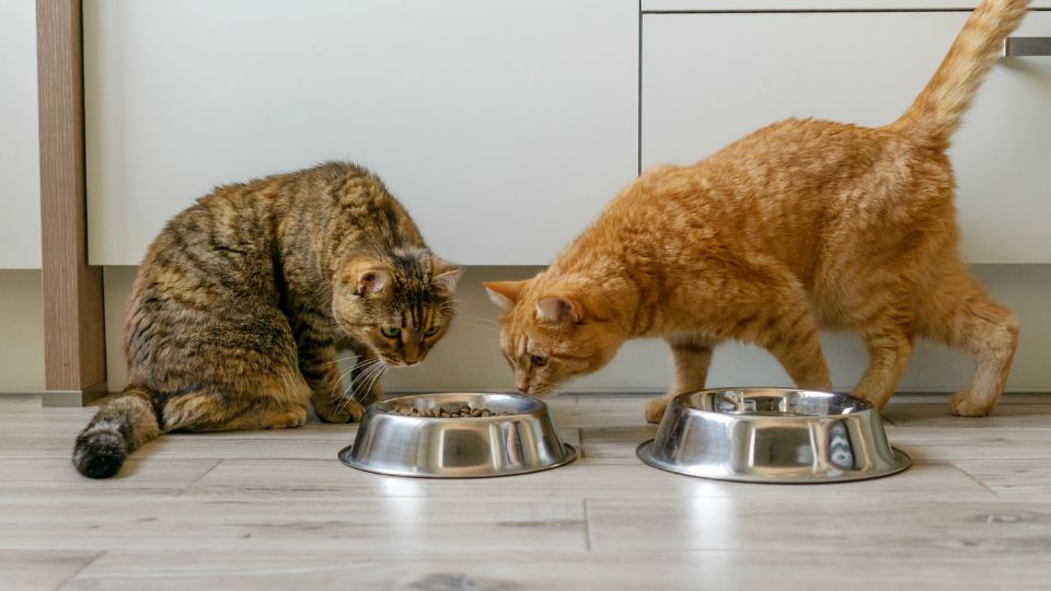 nourriture chat santé urinaire