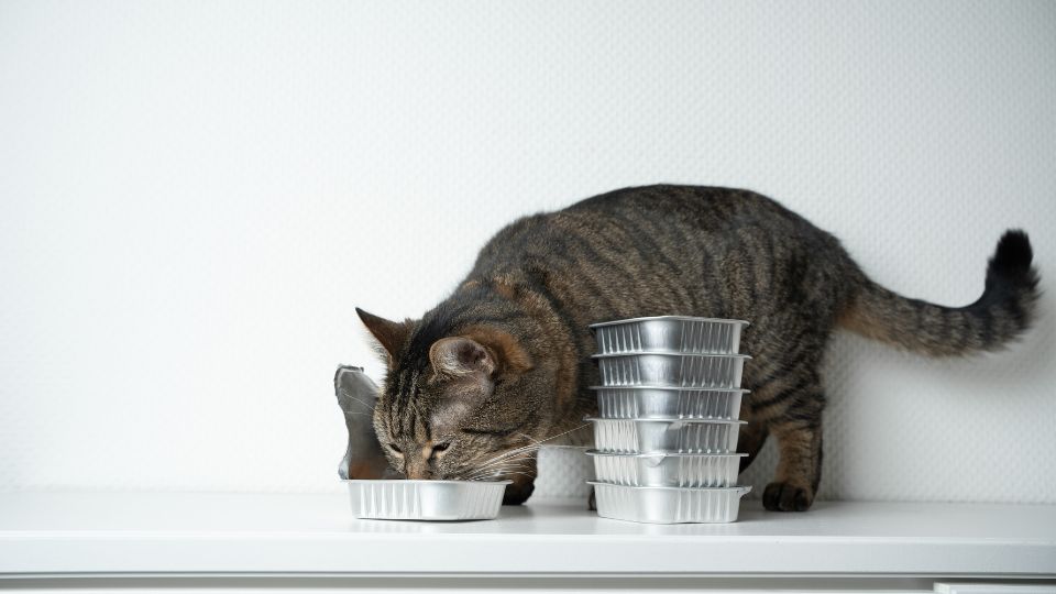 urinary health cat food