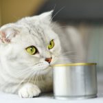 The pros and cons of canned cat food