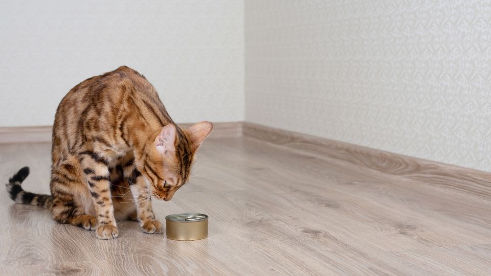 Les mythes de la nourriture en canne pour chat - Centre de