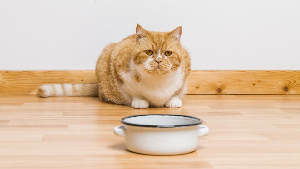 Les mythes de la nourriture en canne pour chat - Centre de