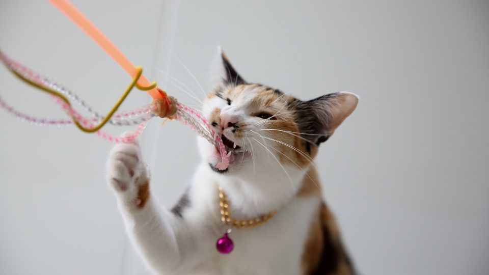 jouet dentaire pour chat