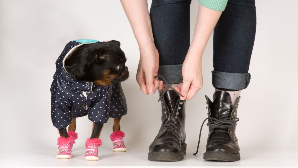 dog boots