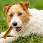 La nourriture pour chien soins dentaire : 8 avantages