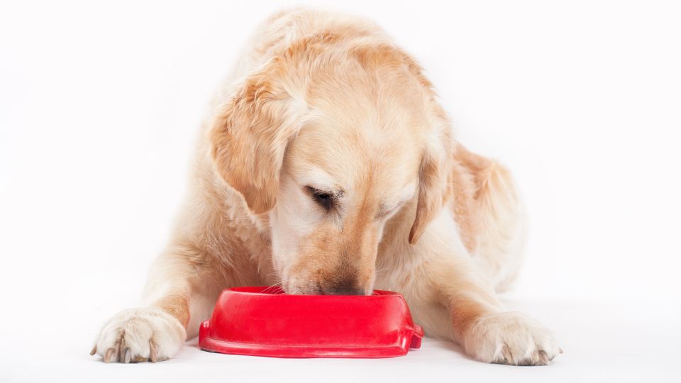 Nourriture crue pour chien