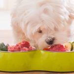 What should you take into account to properly include raw dog food in your diet?
