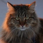 The Siberian cat, a breed from Russia!