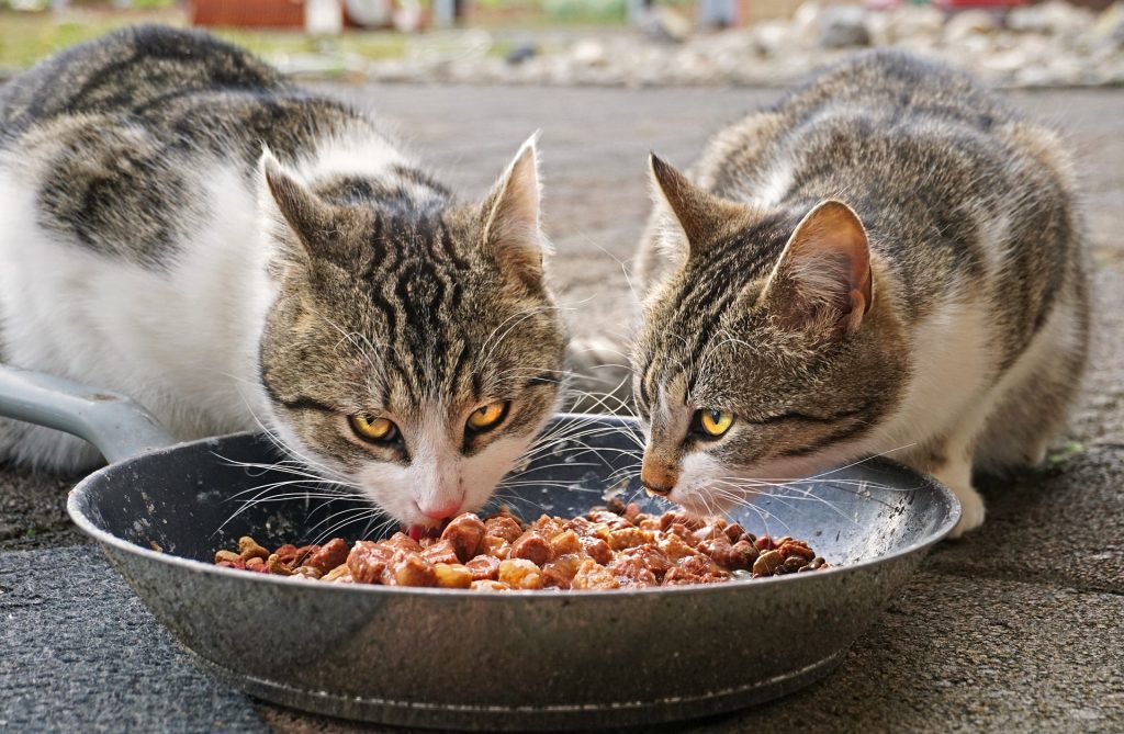 nourriture sèche pour chat