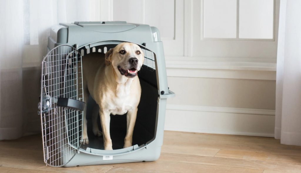 Cage sky kennel